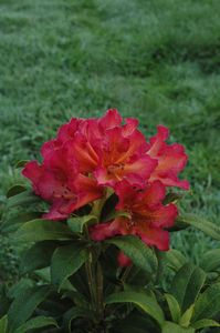 Rhodo Golden Gate